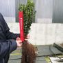 Box Hedging Image 3