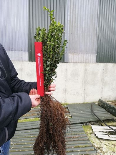 Box Hedging