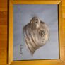 Framed Print Of Grey Seal. In Good Condition. Image 3