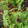 Large Shrubs, Garden Plants Image 3