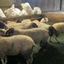 Hogget ewes and Rams Image 2