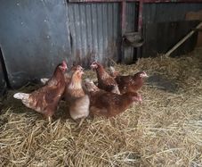 point of lay hens