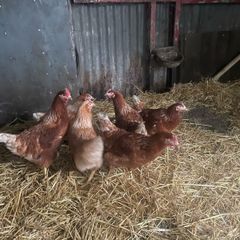point of lay hens