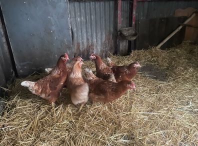 point of lay hens