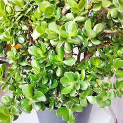 Money tree plant