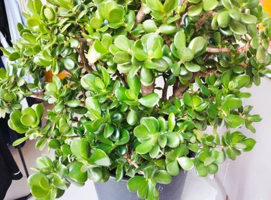 Money tree plant