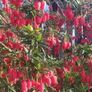 plants Image 2