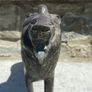 Superb Pair of 19th Century Chinese Antique Bronze Lions Image 8