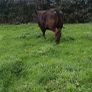 Top class heifers calving Jan Image 7