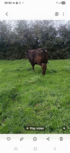 Top class heifers calving Jan