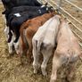 Reared Bull Calfs Image 4