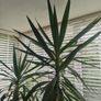 yucca Image 2