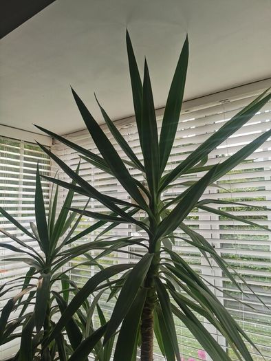 yucca