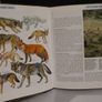 SALE!  The Illustrated Encyclopedia of WILDLIFE - Volume 3 - Mammals Image 8