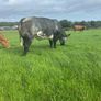 In Calf Heifers Oct 31st Ballinasloe Mart Image 2