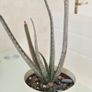 aloe vera plant Image 4