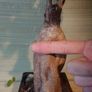 Over 10 year old Bonsai Image 6