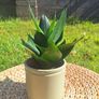 Healthy Sansevieria Hahnii in Pastel Green Pot Image 3
