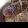 Vintage Cloisonne Set Image 6