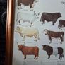 1979 Frederick Warne "Farm Animals Cattle" framed print Image 4