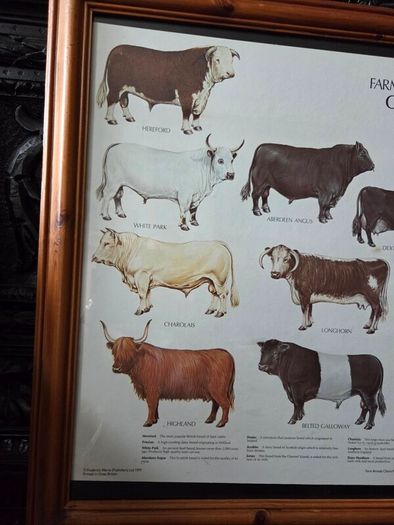 1979 Frederick Warne "Farm Animals Cattle" framed print
