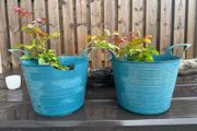 plants