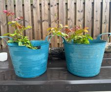 plants