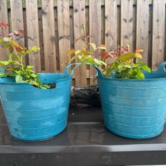 plants