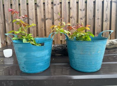 plants