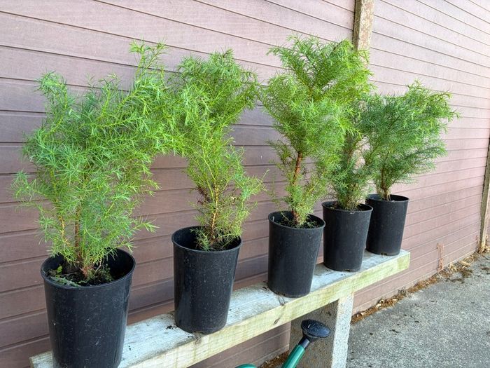 Cryptomeria japonica Elegans (Japanese Cedar)