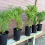 Cryptomeria japonica Elegans (Japanese Cedar) Image 3