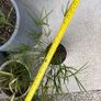 Cyperus alternifolius Image 2