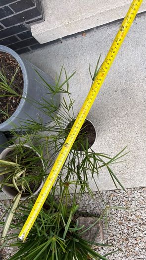 Cyperus alternifolius