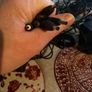 Old Chargers Image 8