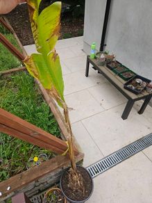Musa Basjoo banana plant