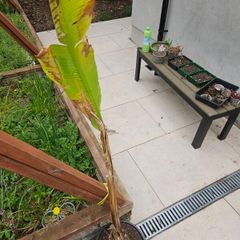 Musa Basjoo banana plant
