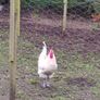 Roosters Image 3