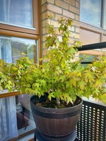 Healthy Japanese Maple