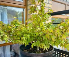 Healthy Japanese Maple