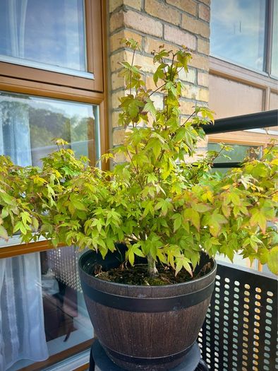Healthy Japanese Maple