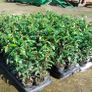 Portuguese Laurel Hedging Image 8