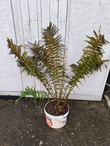 Garden Fern