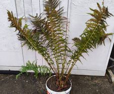 Garden Fern