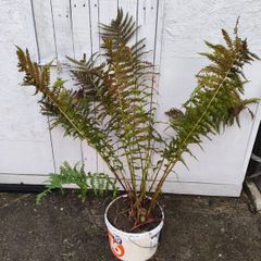 Garden Fern