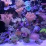 marine  corals Image 5