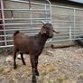 6 month old Buck Goat for Sale Image 4