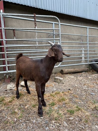 6 month old Buck Goat for Sale