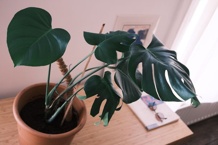 Monstera Deliciosa (Swiss Cheese Plant) in Terracotta Pot