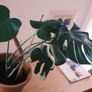 Monstera Deliciosa (Swiss Cheese Plant) in Terracotta Pot Image 3
