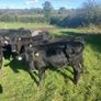 Bull runners Image 4